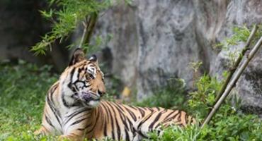 Tiger, Bandhavgarh National Park