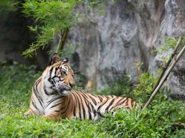 Tiger, Bandhavgarh National Park