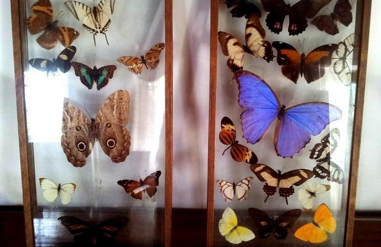 Butterfly collection, Fredy’s Bungalow