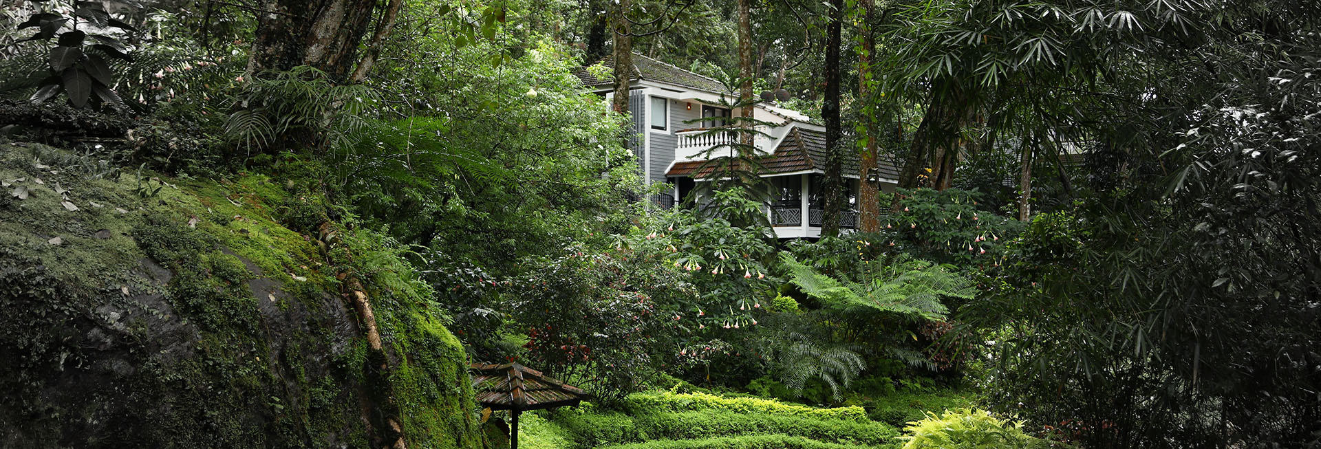 Tall Trees
