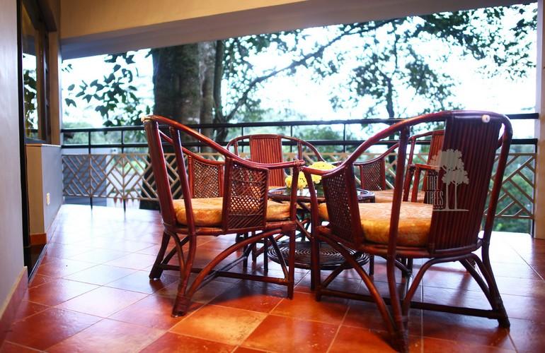 Terrace, Tall Trees