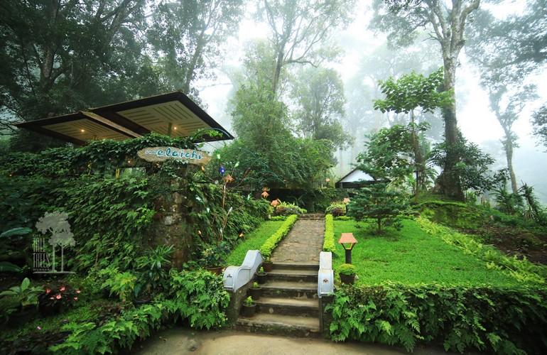 Cafe Elaichi, Tall Trees
