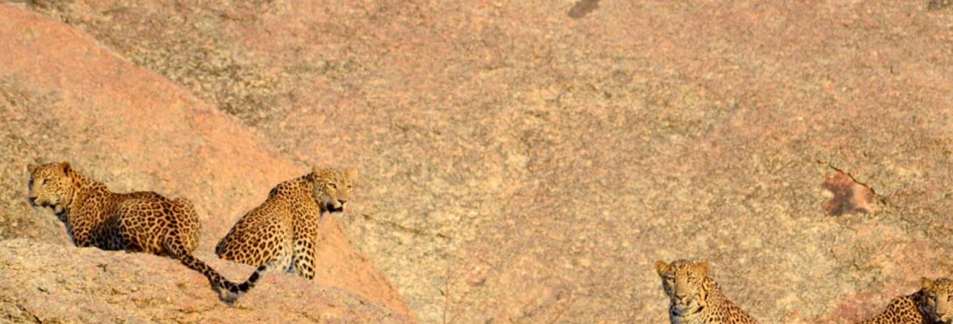 Leopard safari in Jawai