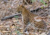 Leopard safari in Jawai