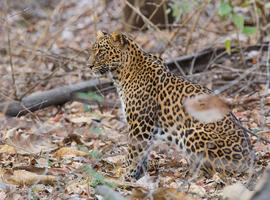 Leopard safari in Jawai