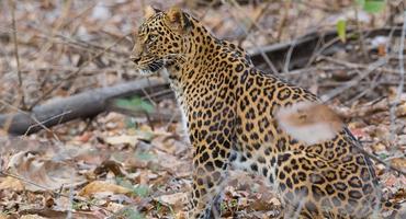 Leopard safari in Jawai