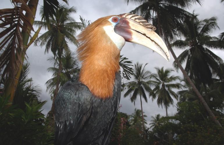 Hornbill, Malolo Plantation Lodge