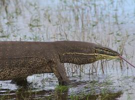 Monitor Lizard, Bensbach River