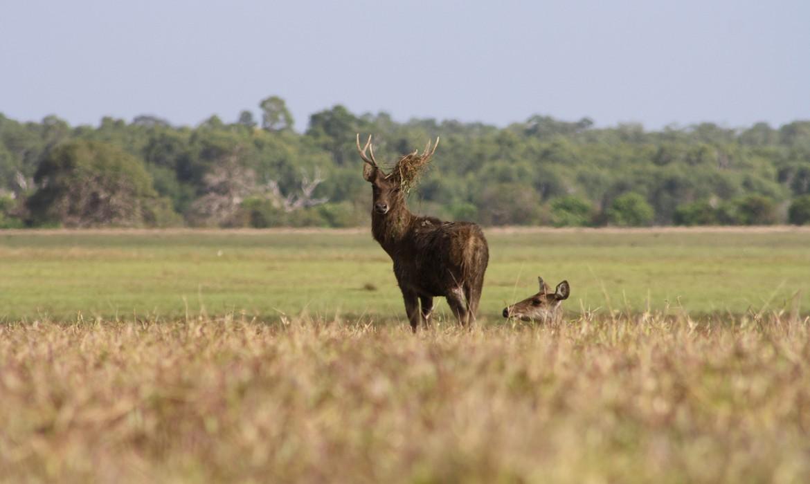 Deer, Bensbach River