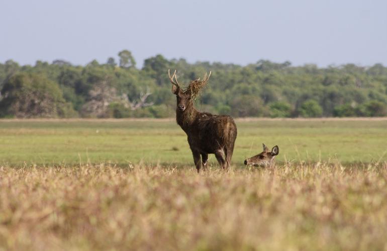 Deer, Bensbach River