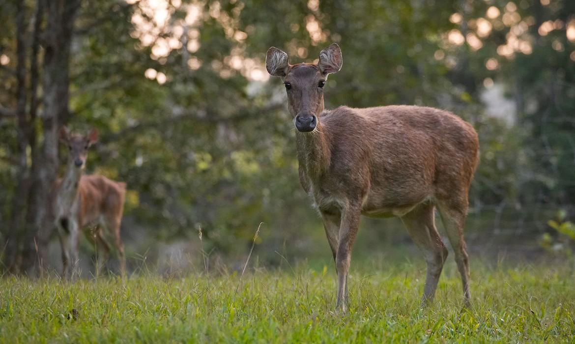 Deer, Bensbach River
