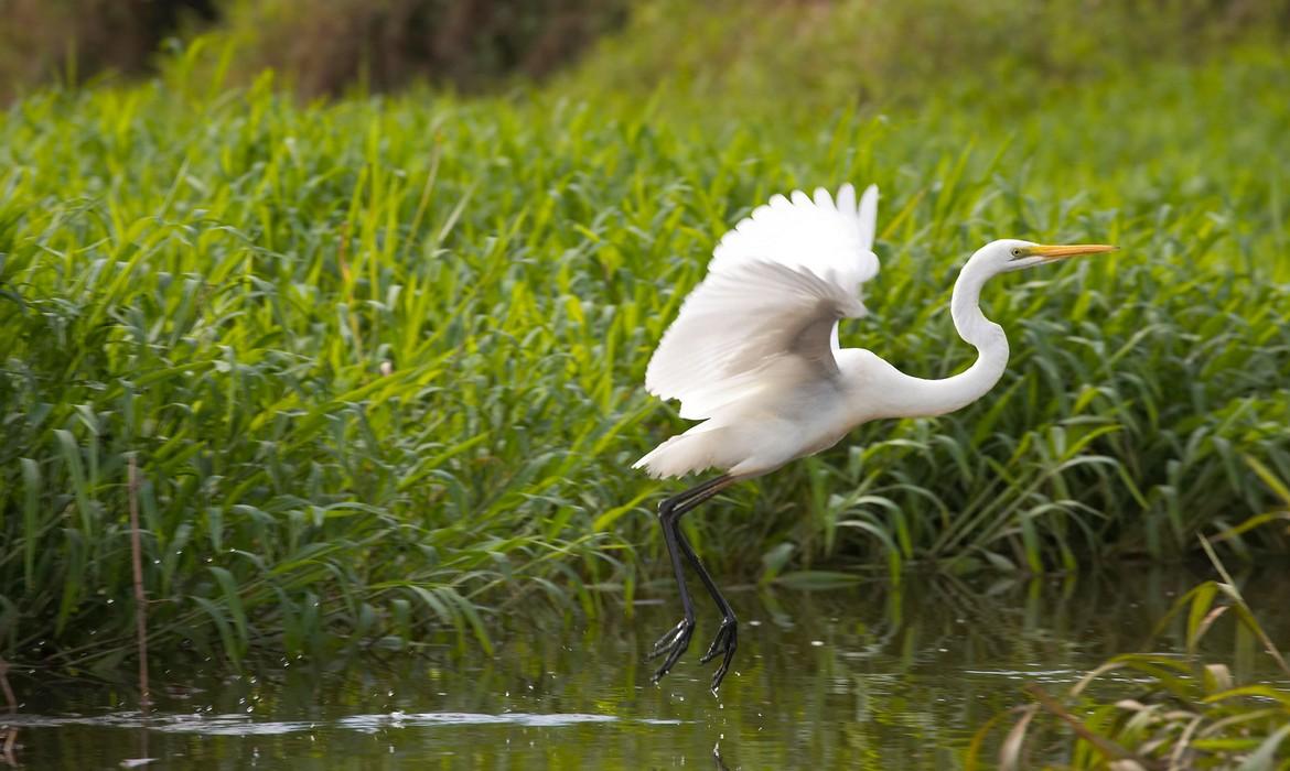 Egret, Bensbach River