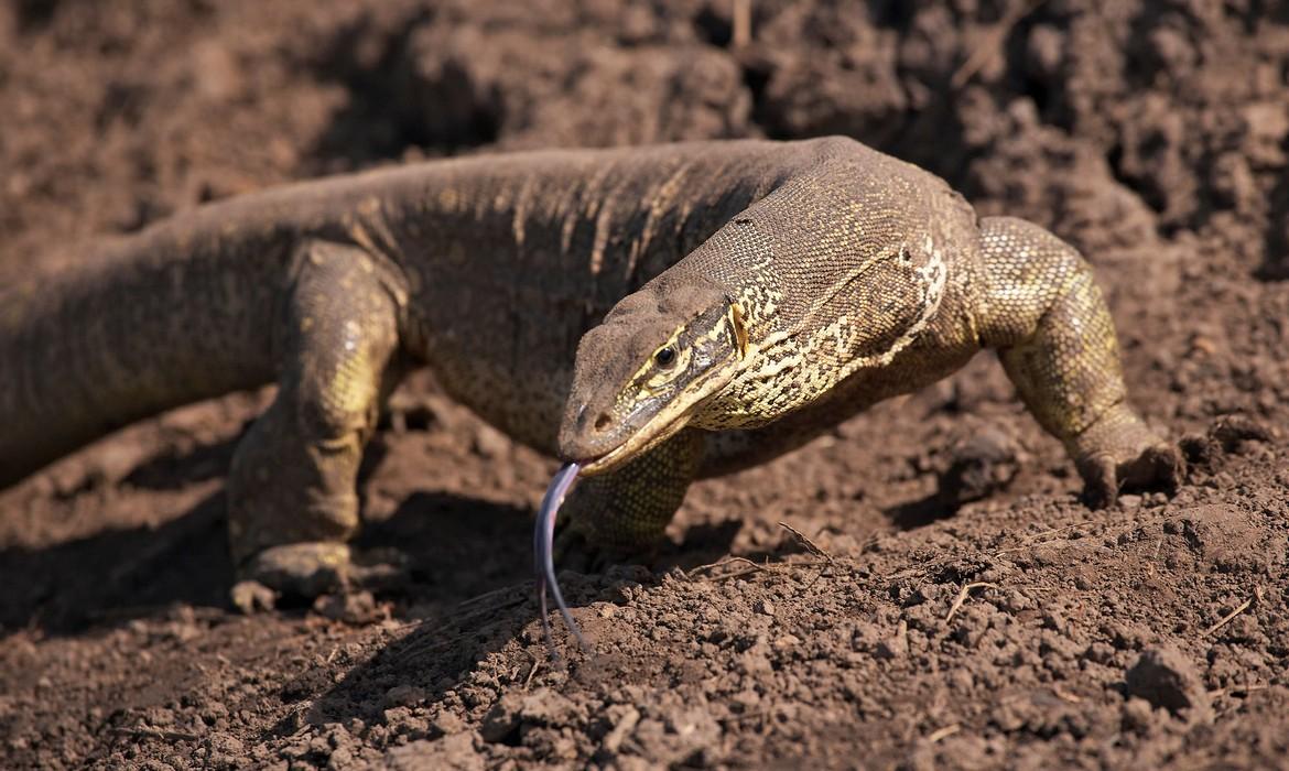 Monitor lizard, Bensbach River
