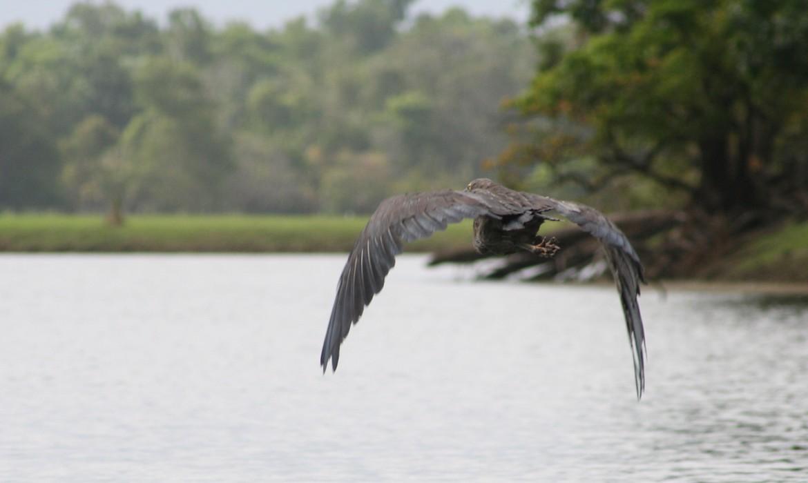 Eagle, Bensbach River