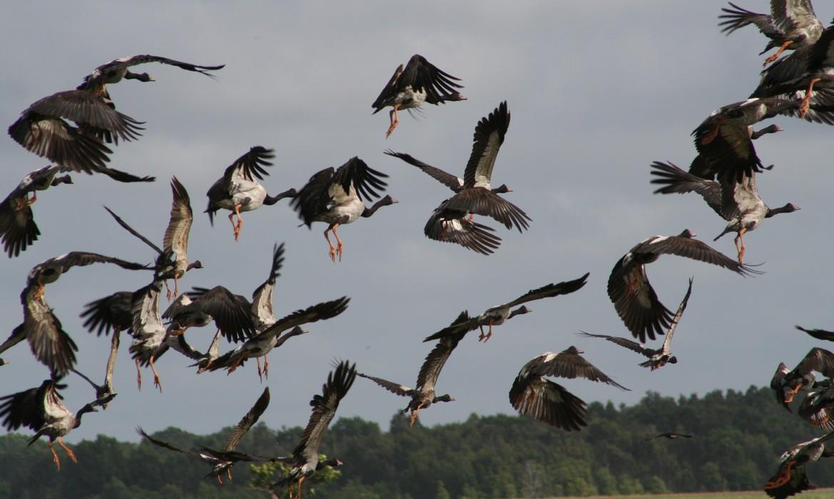 Flock of pelicans, Bensbach River