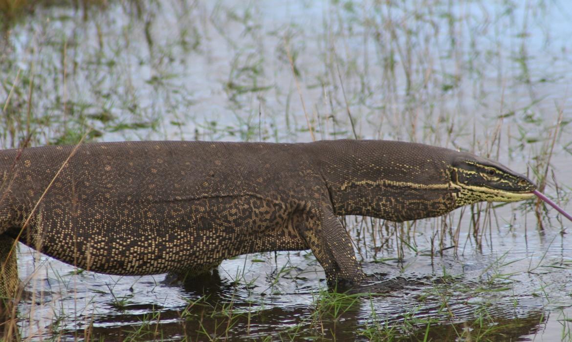 Monitor lizard, Bensbach River