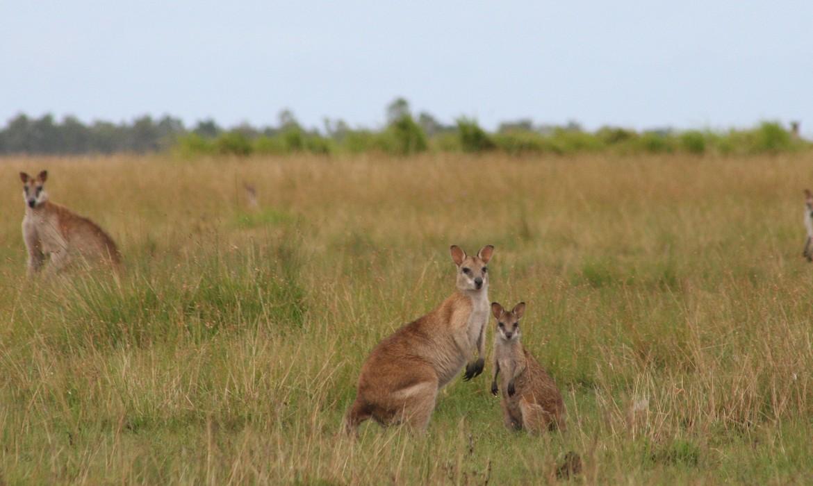 Wallabies, Bensbach River