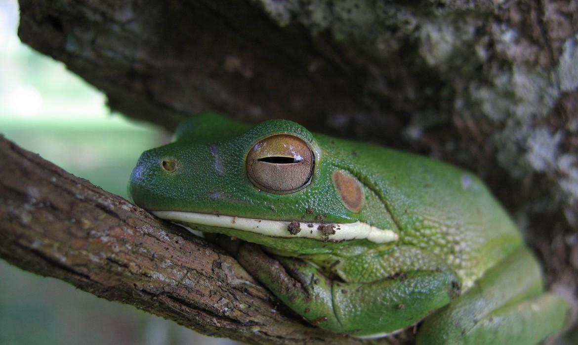Frog, Bensbach River