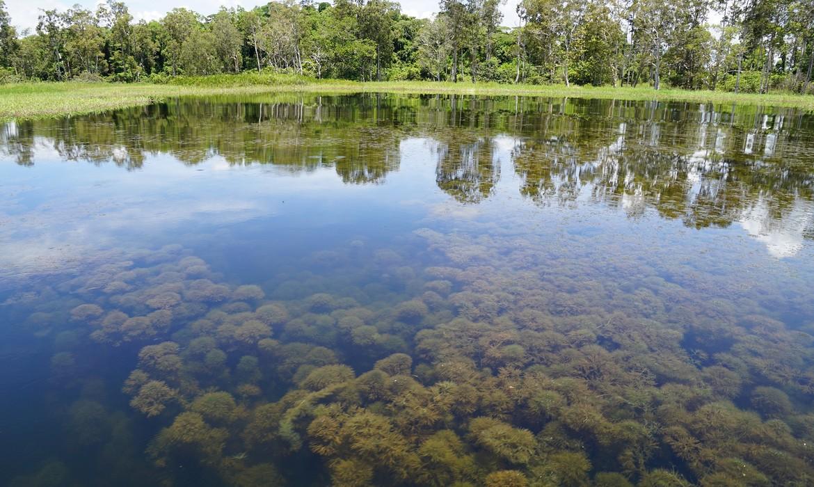 Clear waters, Lake Murray