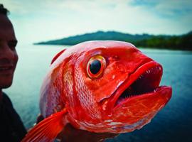Red Emperor, West New Britain