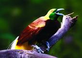 Spot Birds of Paradise
