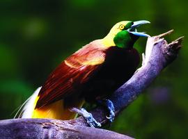 Bird of Paradise, Port Moresby