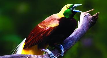 Bird of Paradise, Port Moresby