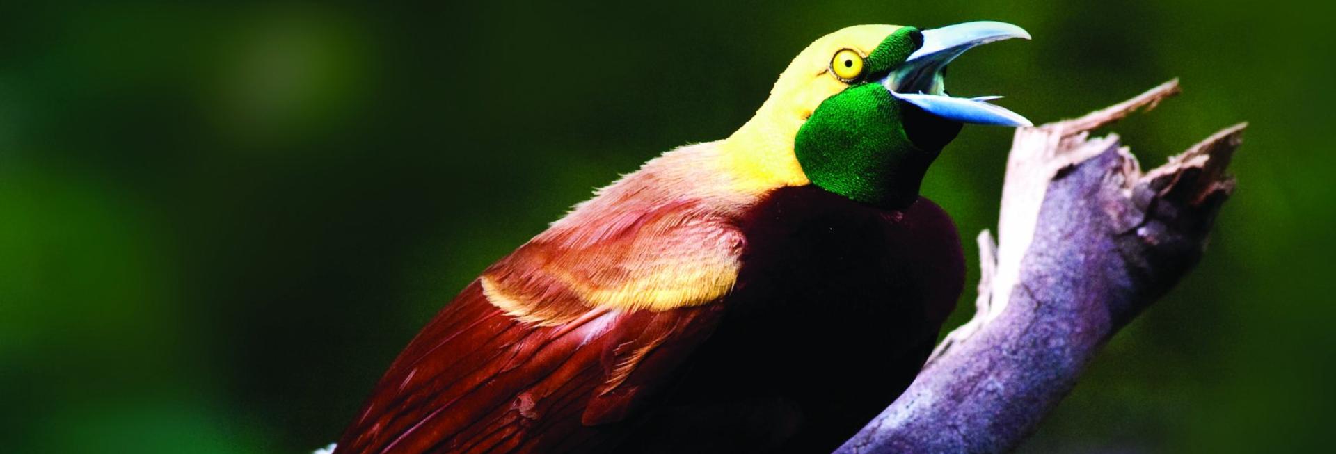 Lesser Bird of Paradise, Papua New Guinea