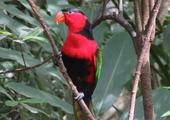 The Wildlife of Papua New Guinea