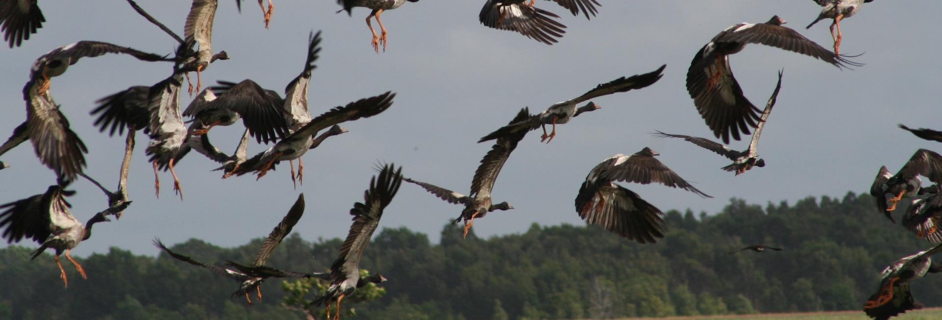 Pelicans, Western Province