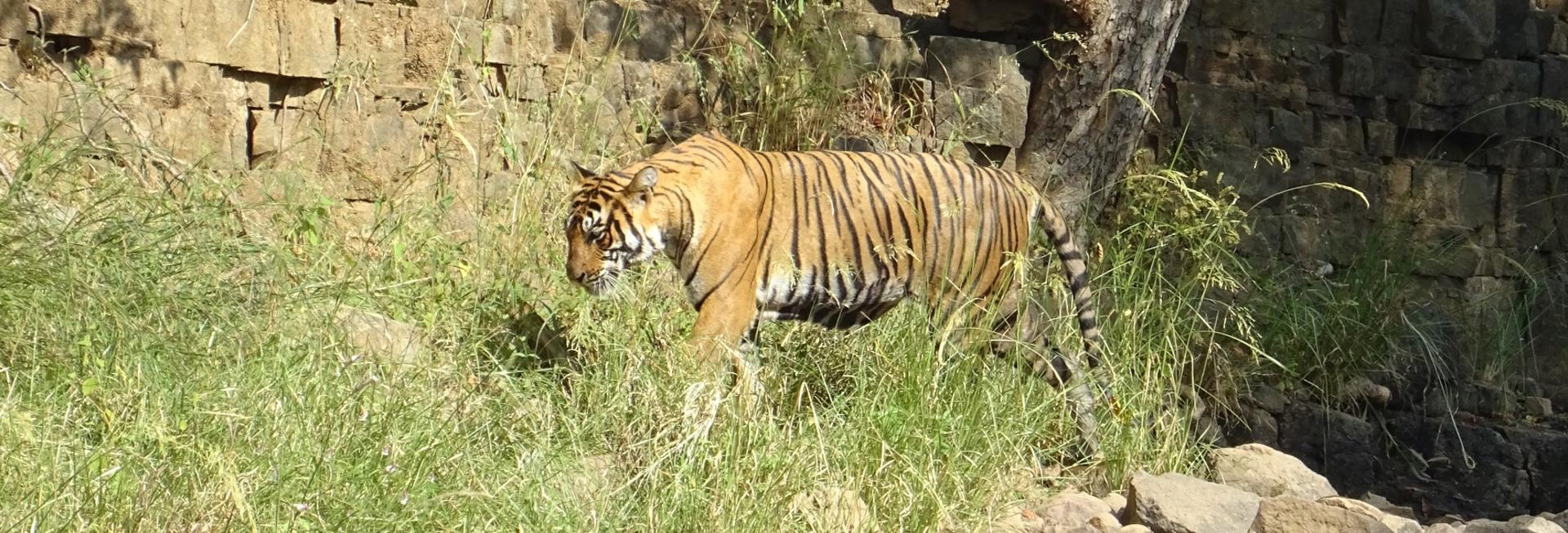 Tiger in long grass, Ranthambore National Park