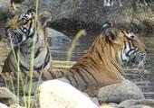 Tiger-tracking in Ranthambore National Park