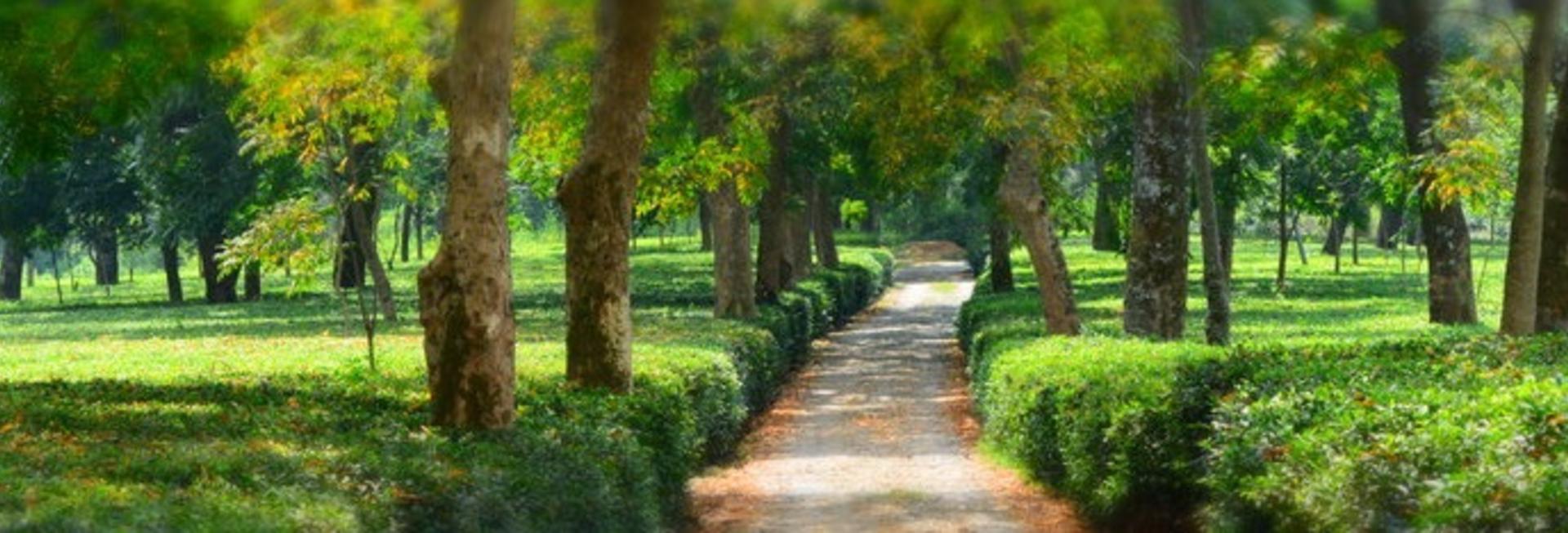 The Lodge at Wah, Kangra