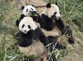 Pandas, Chengdu