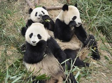 Pandas, Chengdu