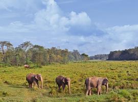 Elephants, Chitwan National Park