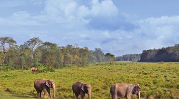 Elephants, Chitwan National Park