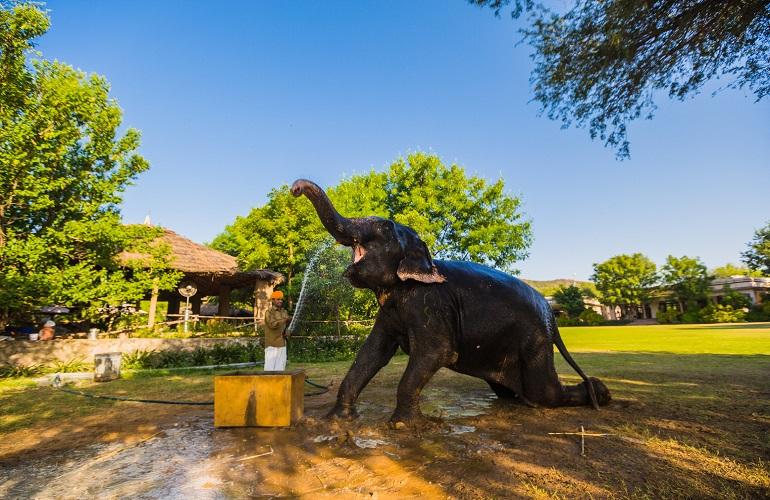 Elephant, Dera Amer