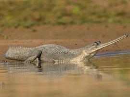 Gharial, Chambal Sanctuary