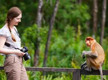 Proboscis monkey, Sepilok