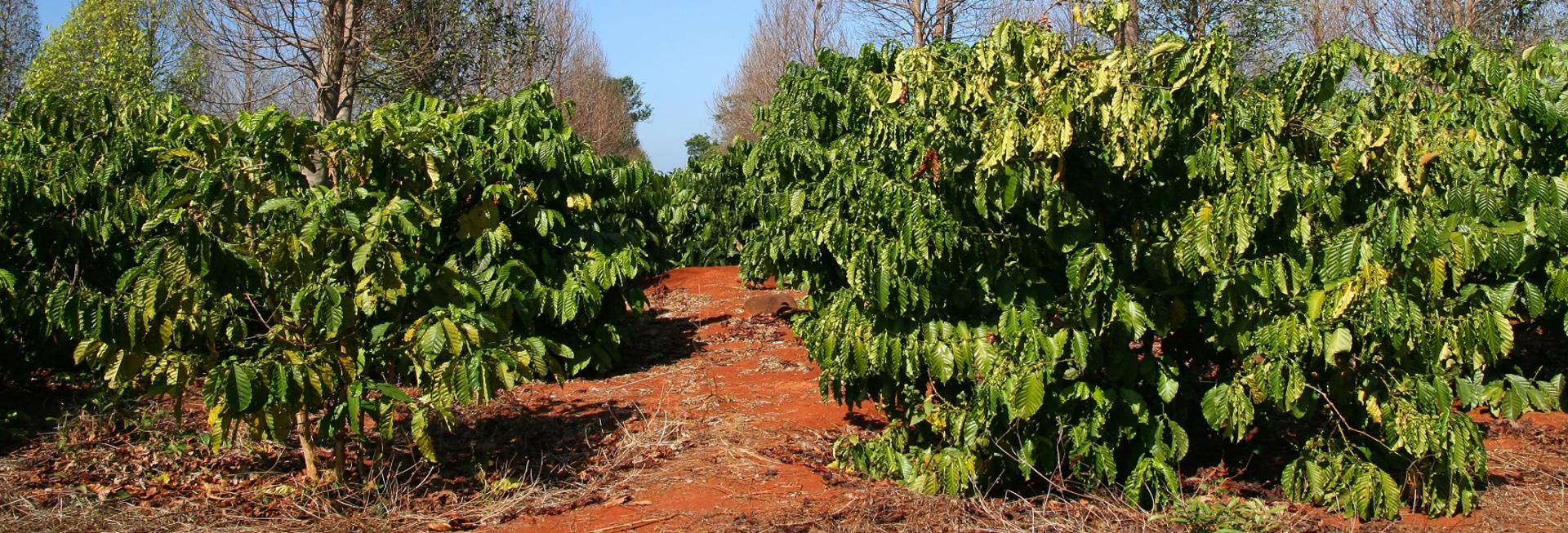 Bolaven Plateau, Laos