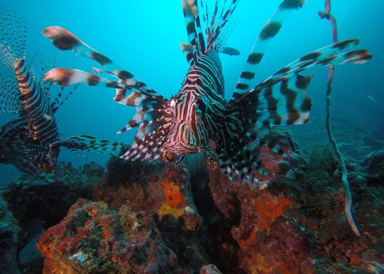 Scuba Diving, Awei Pila Resort