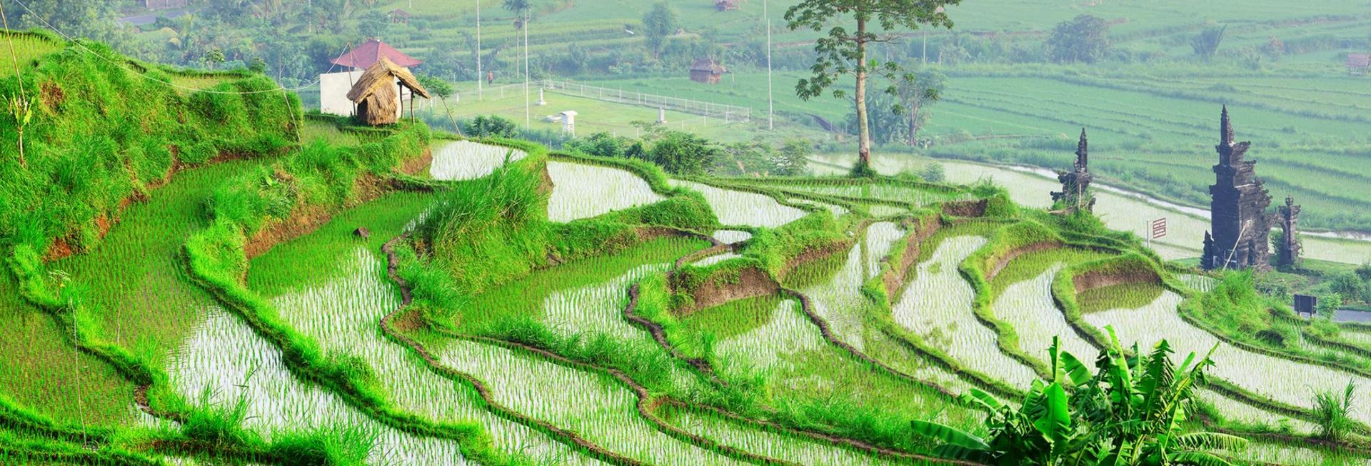 Rice terraces, Bali