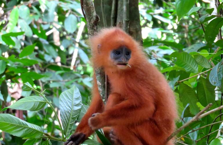 Borneo Rainforest Lodge