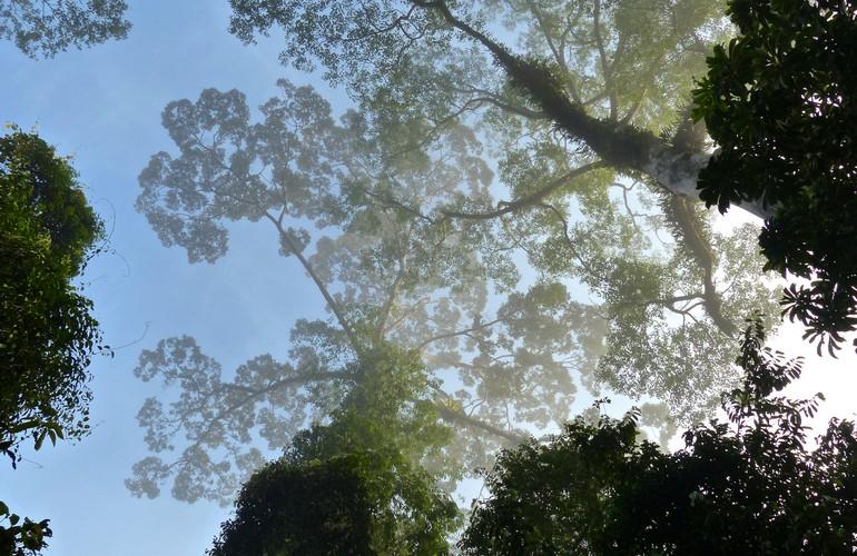 Borneo Rainforest Lodge