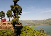 Support the Tea Plantation Community
