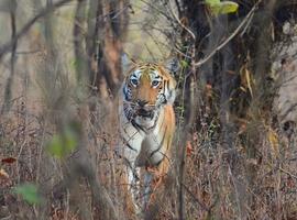 Tiger in Tadoba National Park, India