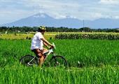 E-Bikes in Jatiluwih