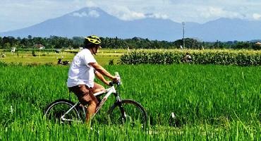 E-bikes in Jatiluwih