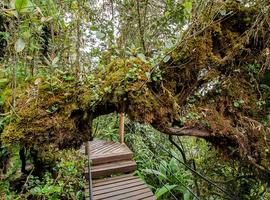 Bird-watching in the Cameron Highlands